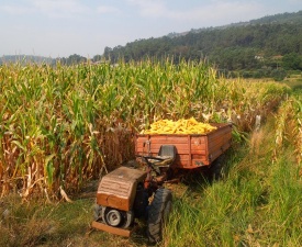 Sept 2013 Portugal Harvesting the Corn